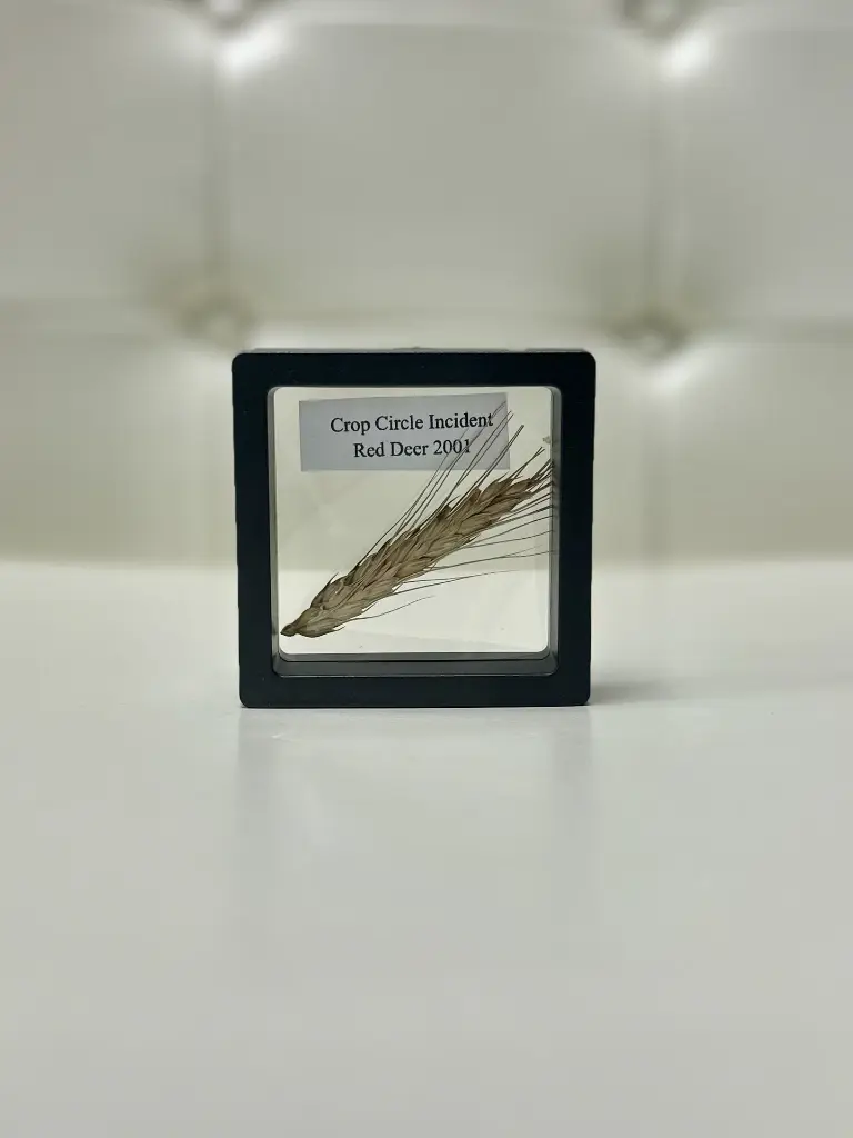 Crop Circle Wheat (Possibly Radioactive)